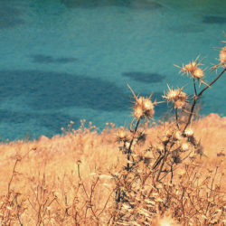 Nature of Aegina ©  -koutz- by Flickr