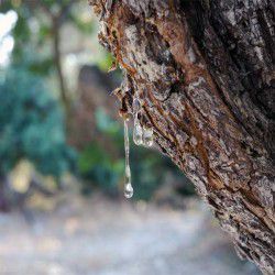 photo of mastic tear, One Million Words, travel & discover mysterious Greece