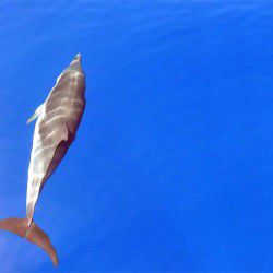 photo of a dolphin in the aegean  sea, A Gallery of the Genuine Beauty of Greece, travel & discover mysterious Greece