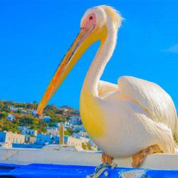 Petros the Pelican © Shutterstock