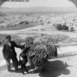 An Olive Grove, 1907 © history-pages.blogspot.gr