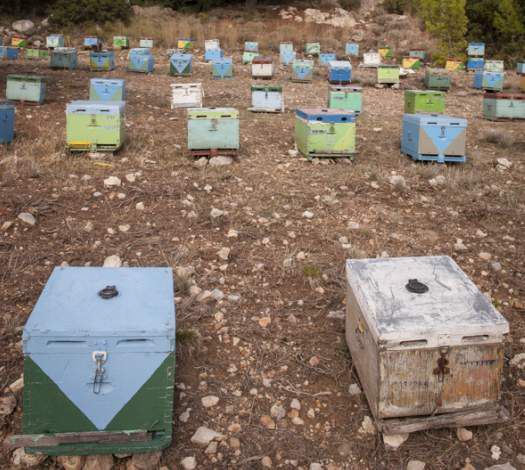 Hives of Fotopoulos Beekeeping